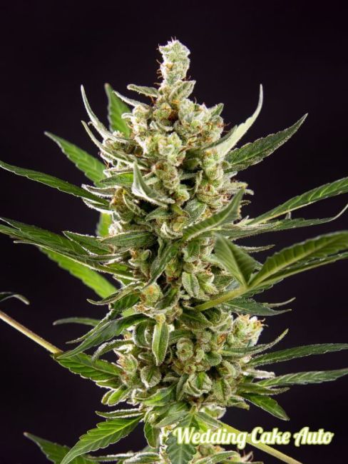 Wedding Cake Auto Feminised Seeds