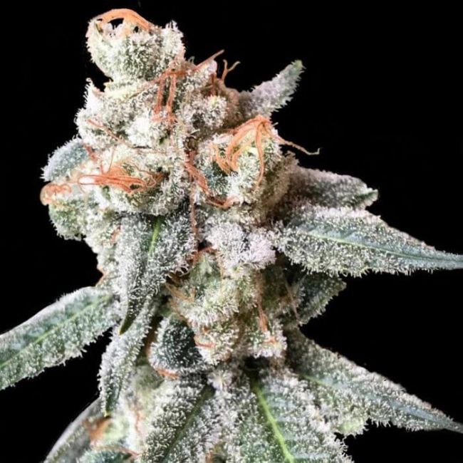 BT7 Feminised Seeds (Crockett Family Farms)