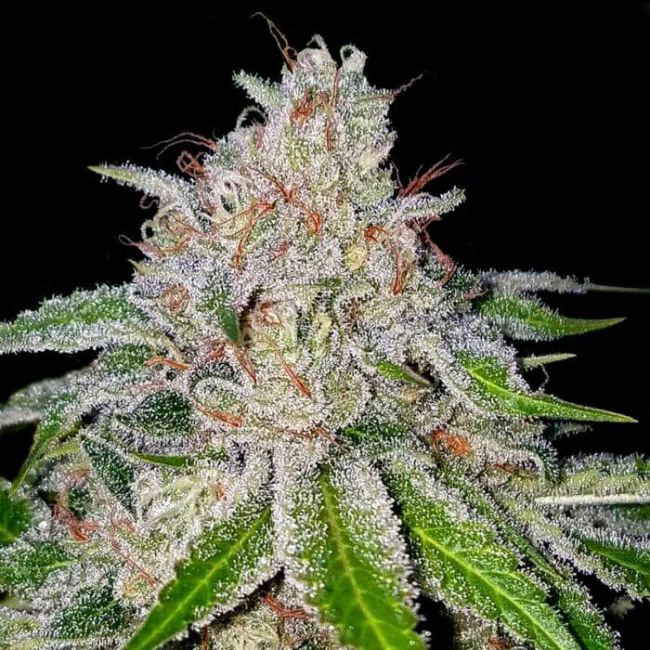 Cherry 18 Feminised Seeds (Crockett Family Farms)