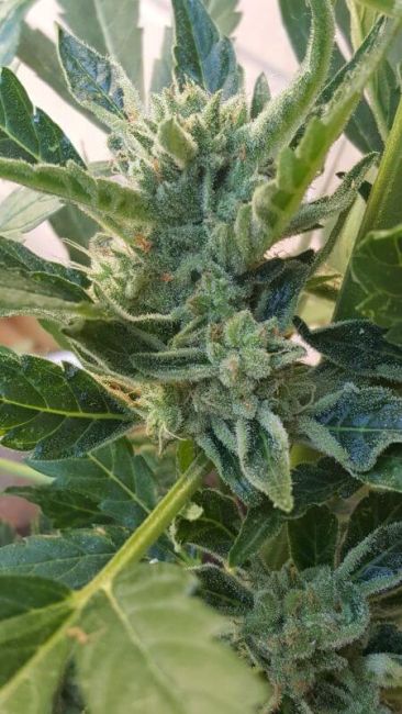 Banana Zkittlez Auto Feminised Seeds