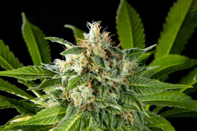 Da Critical Feminised Seeds