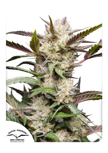 Mimosa Punch Auto Feminised Seeds