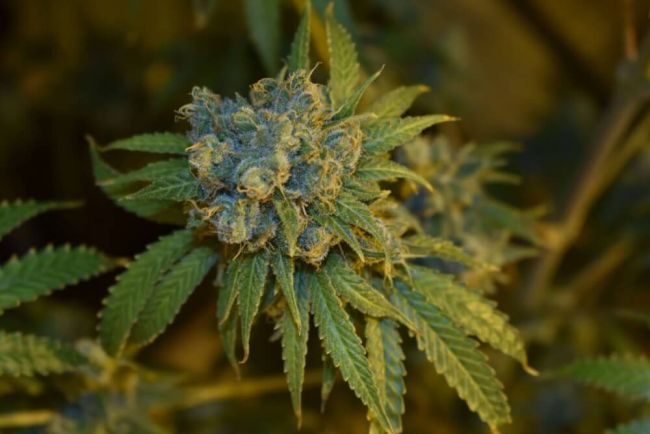 Cherry Punch Auto Feminised Seeds