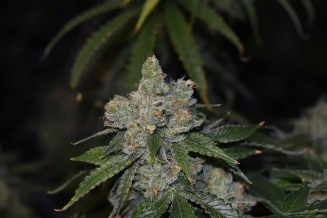 Gorilla Glue Auto Feminised Seeds