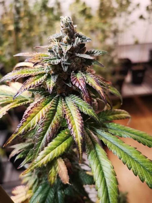 Gorilla Punch Auto Feminised Seeds