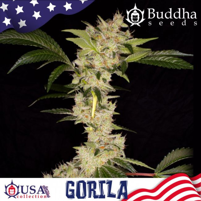 Gorila Feminised Seeds