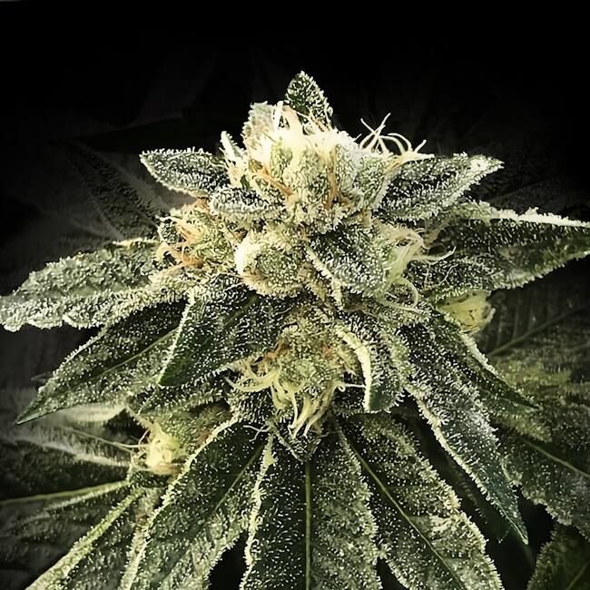 White Chocolope Feminised Seeds
