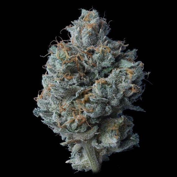 Zallah Bread Feminised Seeds
