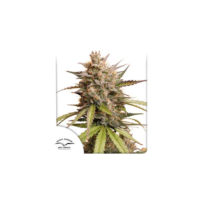 Melonade Runtz Auto Feminised Seeds