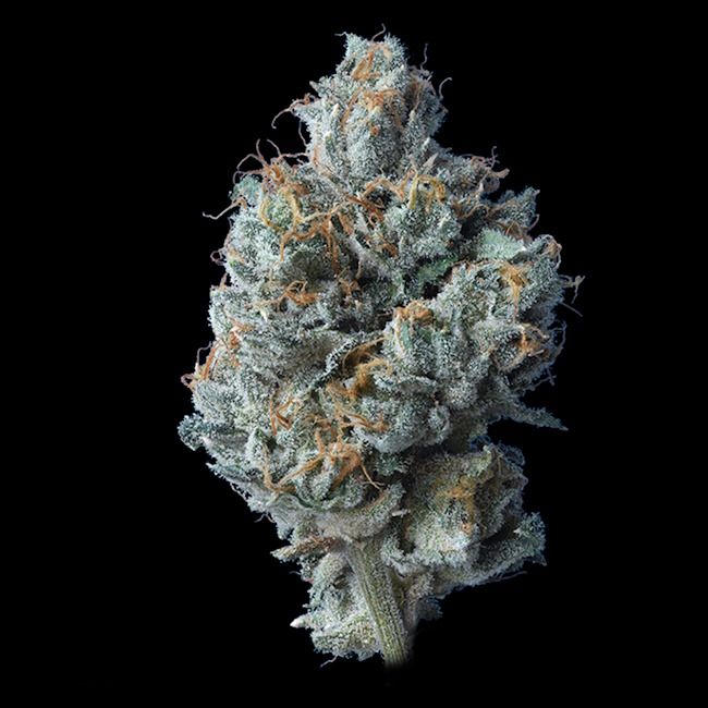 Challah Cake Feminised Seeds