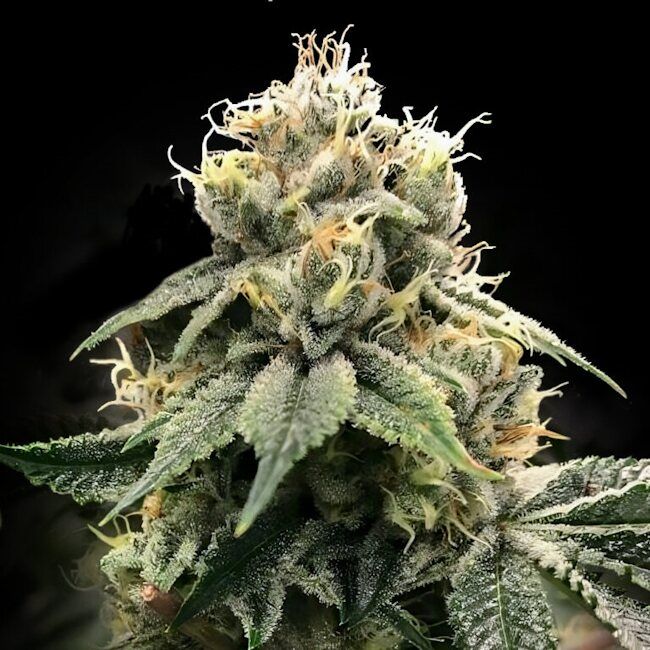 Chocolate Truffle Shuffle (C.T.S.) Feminised Seeds