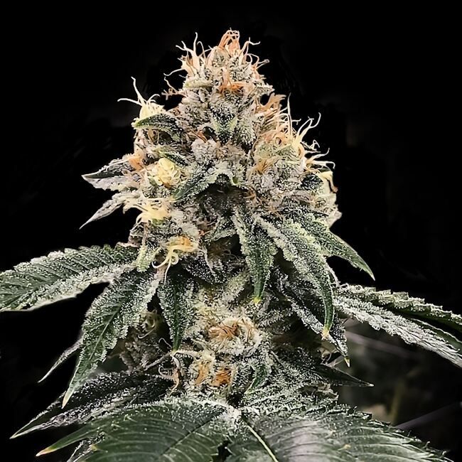 HG23 (Michael Jordan) Feminised Seeds