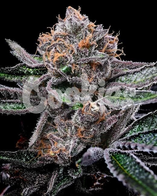 Candy Candy Feminised Seeds