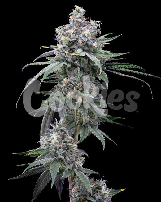Pie Piss Feminised Seeds