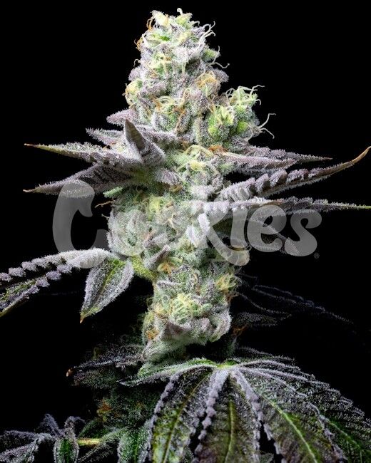 Wet Wet Feminised Seeds