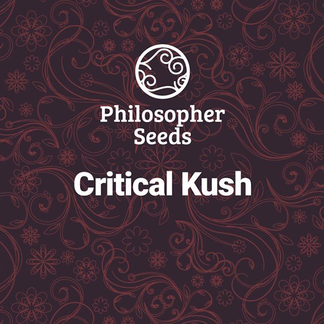 Critical Kush Feminised Seeds