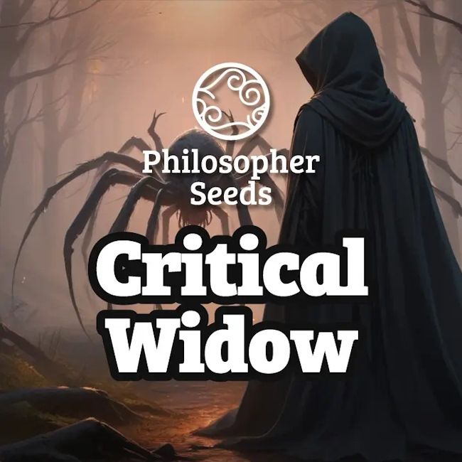 Critical Widow Feminised Seeds