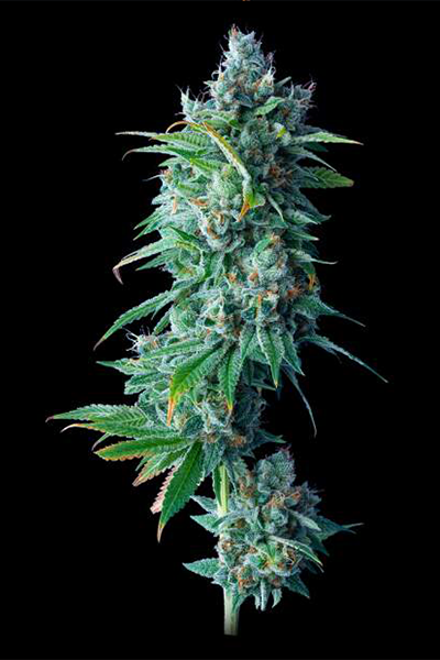 24K Gold - Original Riizz Cut - hybrid