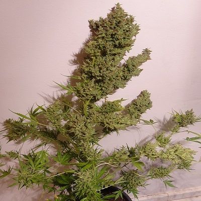 (image for) Malawi x NL Auto Feminised Seeds