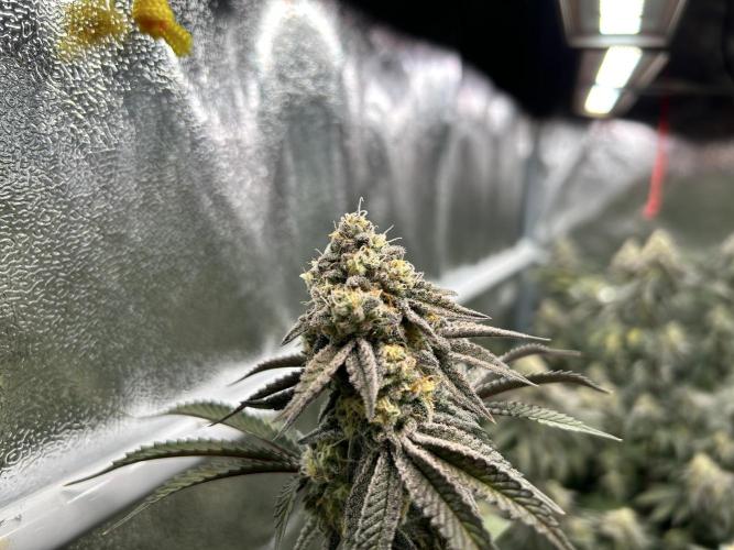 Crystal Cookies V2 - In House Genetic - DROP