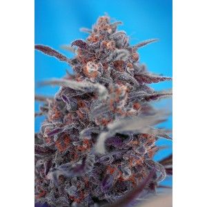 (Bild für) Devil Cream Auto Feminised Seeds