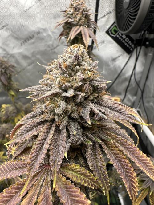 Candy Candy - Cookies Seedbank - DROP
