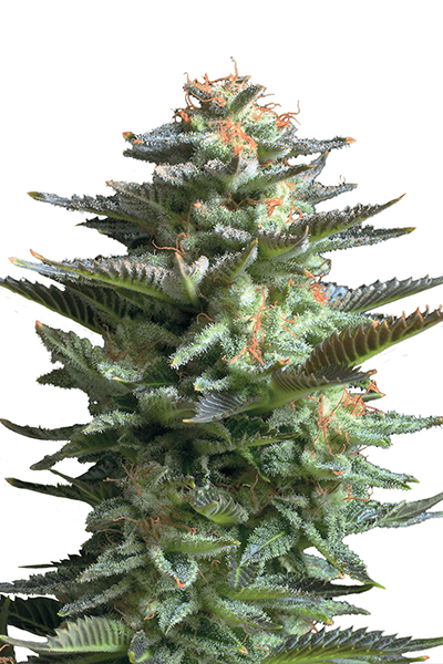 Amnesia Haze - Original Riizz Cut - sativa