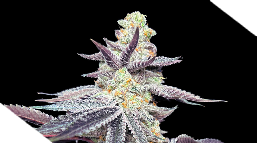 kali_genetiken_breeder_cuts