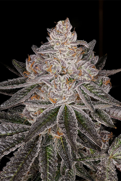 Apple Fritter - Original Lumpy's Cut - hybrid