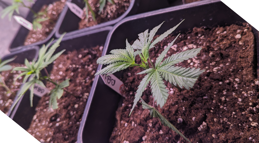 Hanfstecklinge_eintopfen