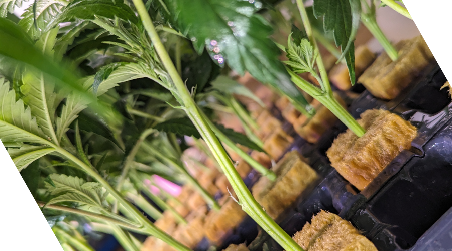 Tips for Buying Quality Cannabis Clones