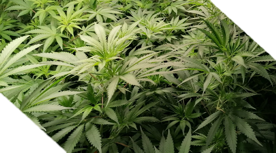 Benefits of Growing Cannabis from Seeds