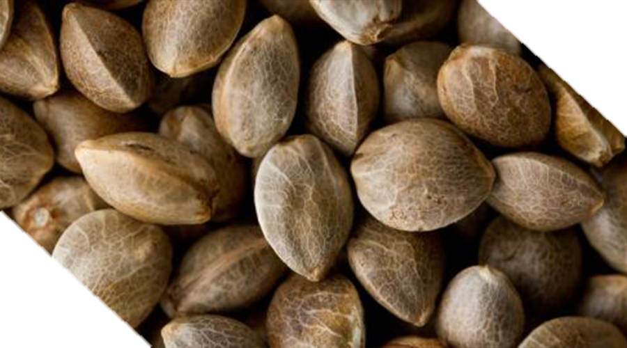 Introduction to Cannabis Seeds