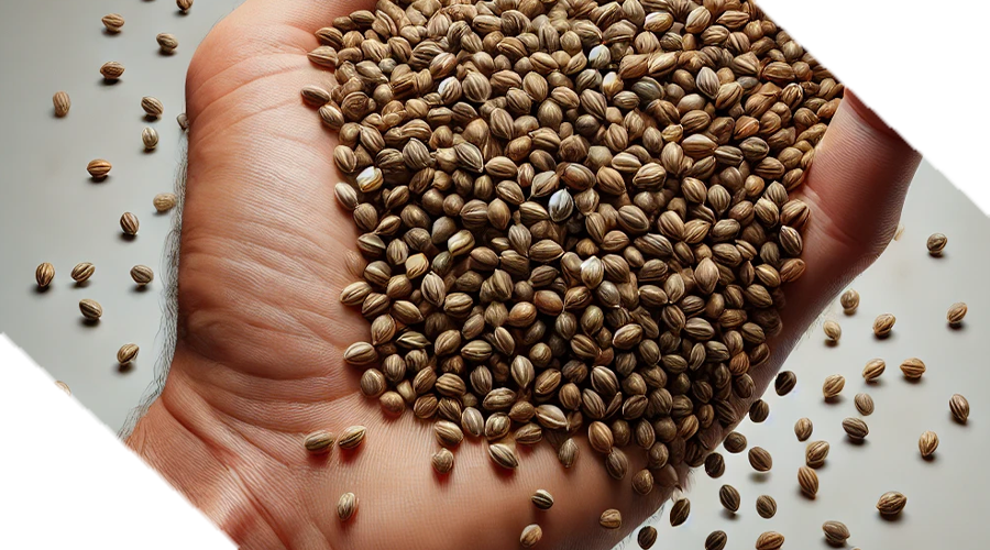 Guide to Purchasing Cannabis Seeds