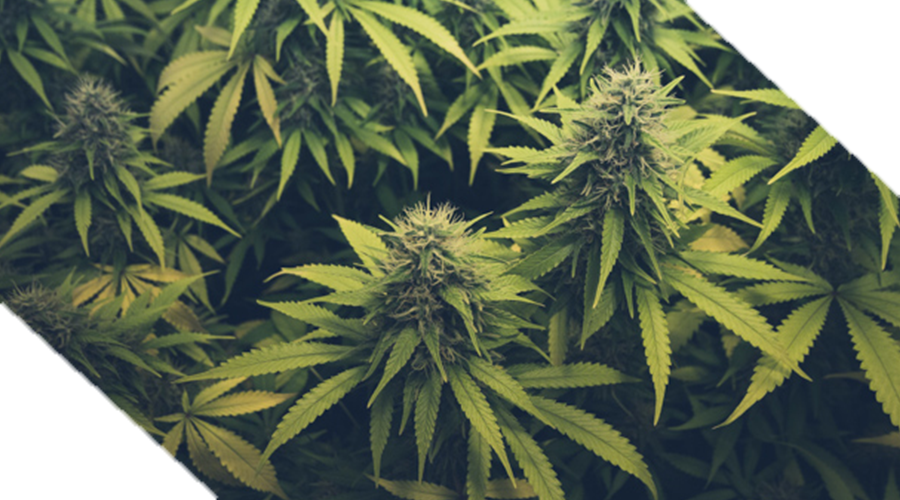 Varieties of Cannabis Seeds