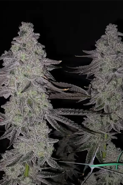 Cap Junky - Capulator x Seed Junky Genetics - hybrid