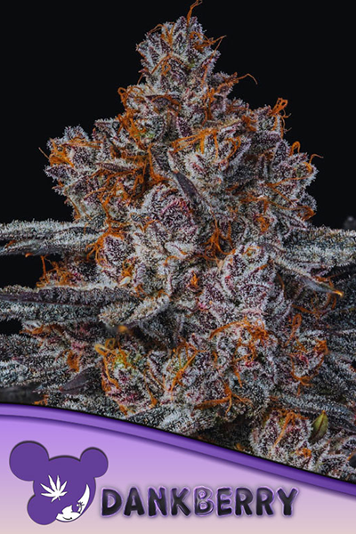 Dankberry- Original Riizz Cut - hybrid