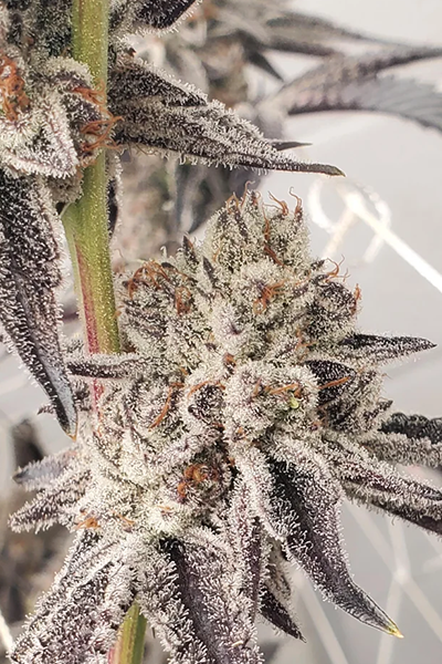 Dantes Inferno #8 - Mile Highdave Cut - hybrid