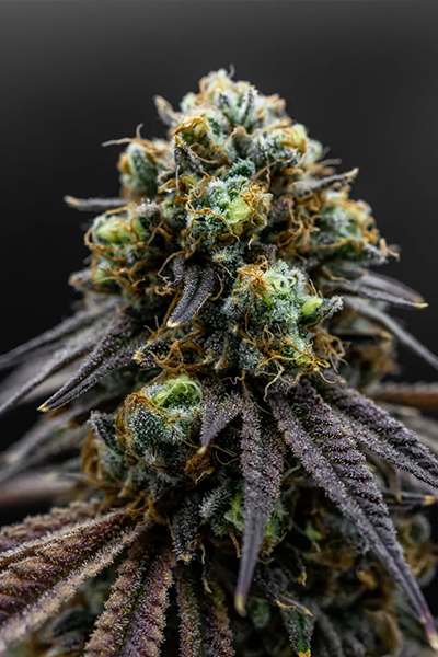 Detroit Runtz - Original Tiki Madam Breeder Cut - hybrid