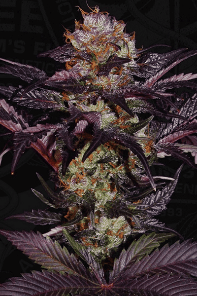 French Macron - Original Riizz Cut - indica