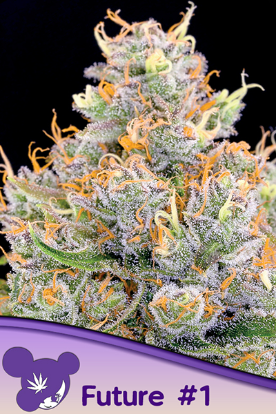 Future #1 - Original Riizz Cut - hybrid