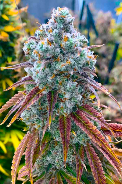 Gary Payton - Original Cookies Cut - hybrid
