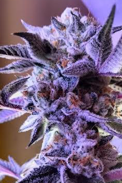 Georgia Pie - Original Seed Junky Breeder Cut - hybrid