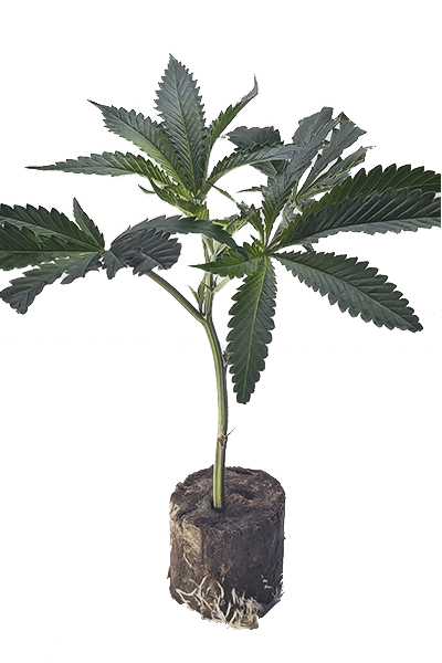 Hanfsteckling - Georgia Pie - Original Seed Junky Breeder Cut - hybrid