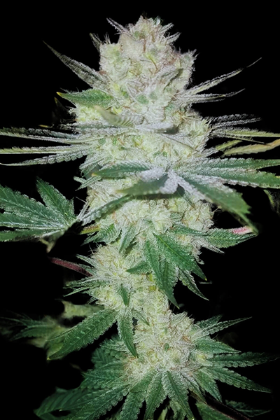 Gorilla Glue #4 - Original Riizz Cut - hybrid