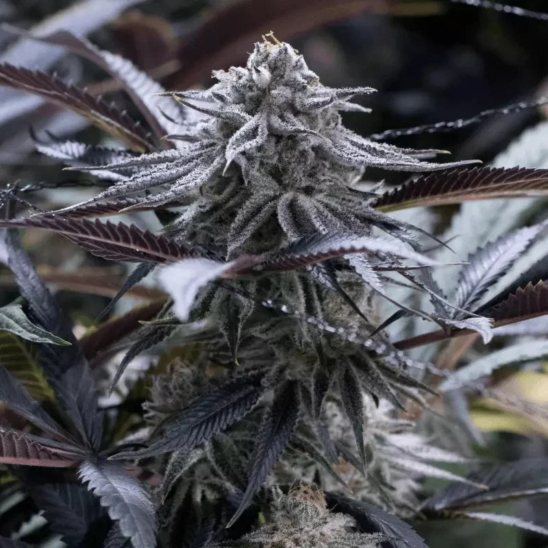Grape Juice - Silent Seeds - DROP