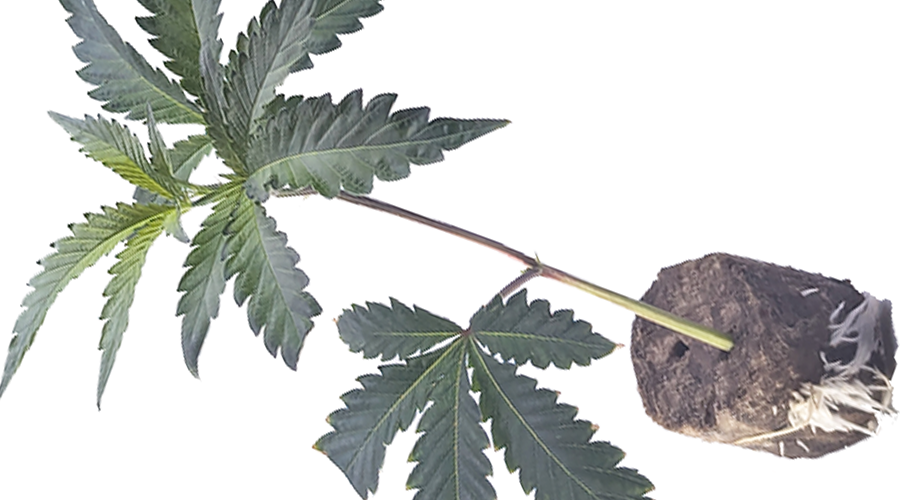 hanfstecklinge_bestellen_nach_deutschland