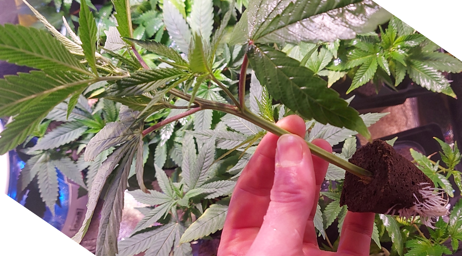 Proper Care of Cannabis Clones