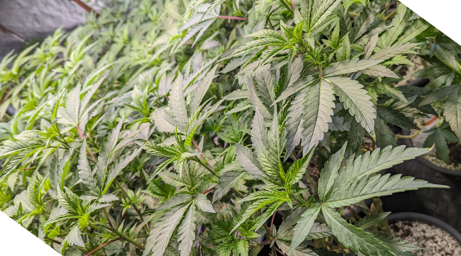 hanfstecklinge_resistent_schaedling_krankheiten