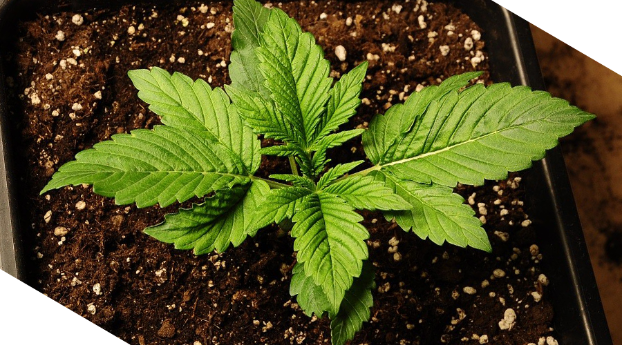 Difference Between Cannabis Clones and Plants